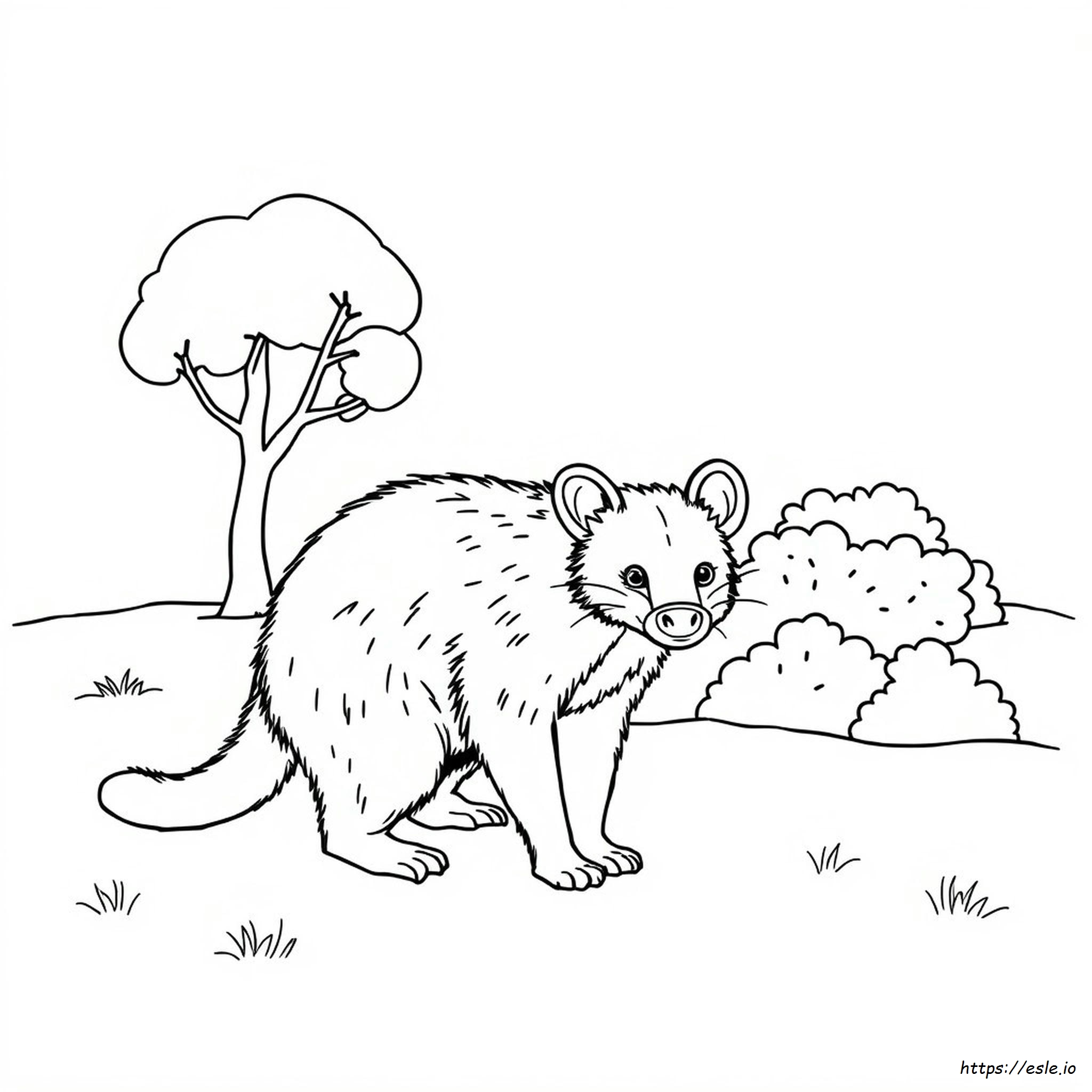 Tasmanian Devil Colouring Pages
