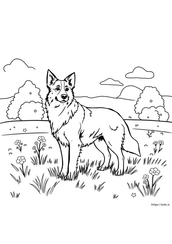 Border Collie Színező