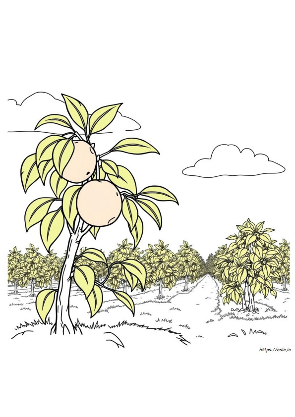 Melocotón De Georgia Para Colorear