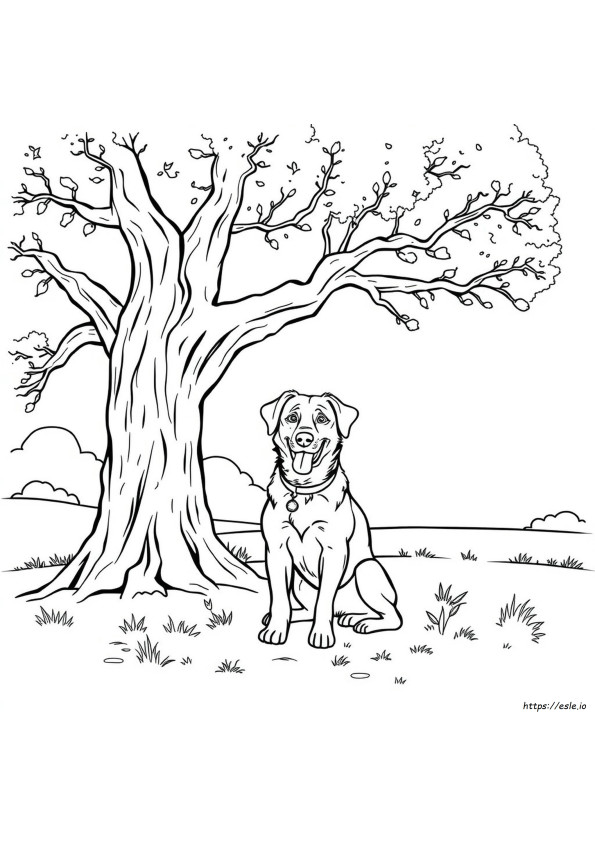 Dierenarts Kleurplaat