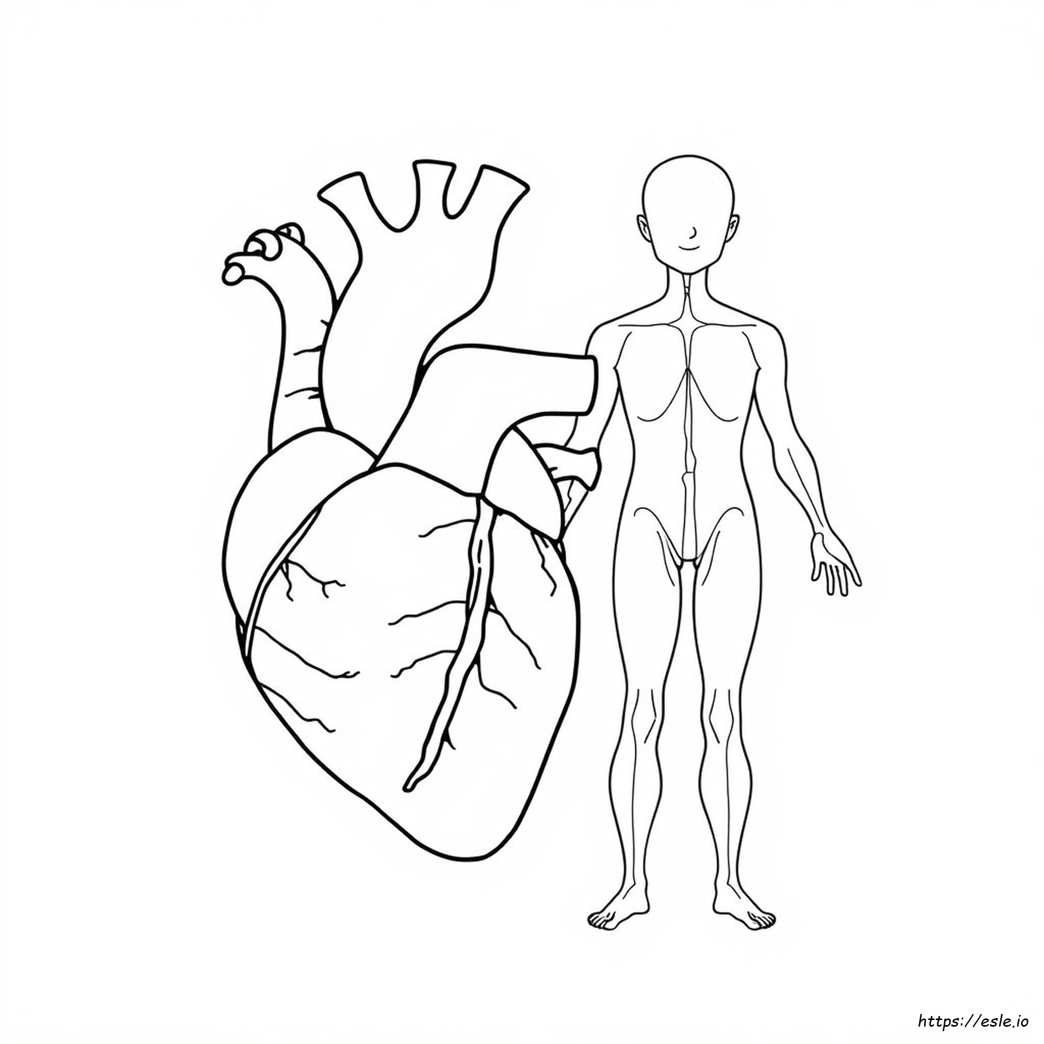 Free Printable Anatomy And Physiology Coloring Pages