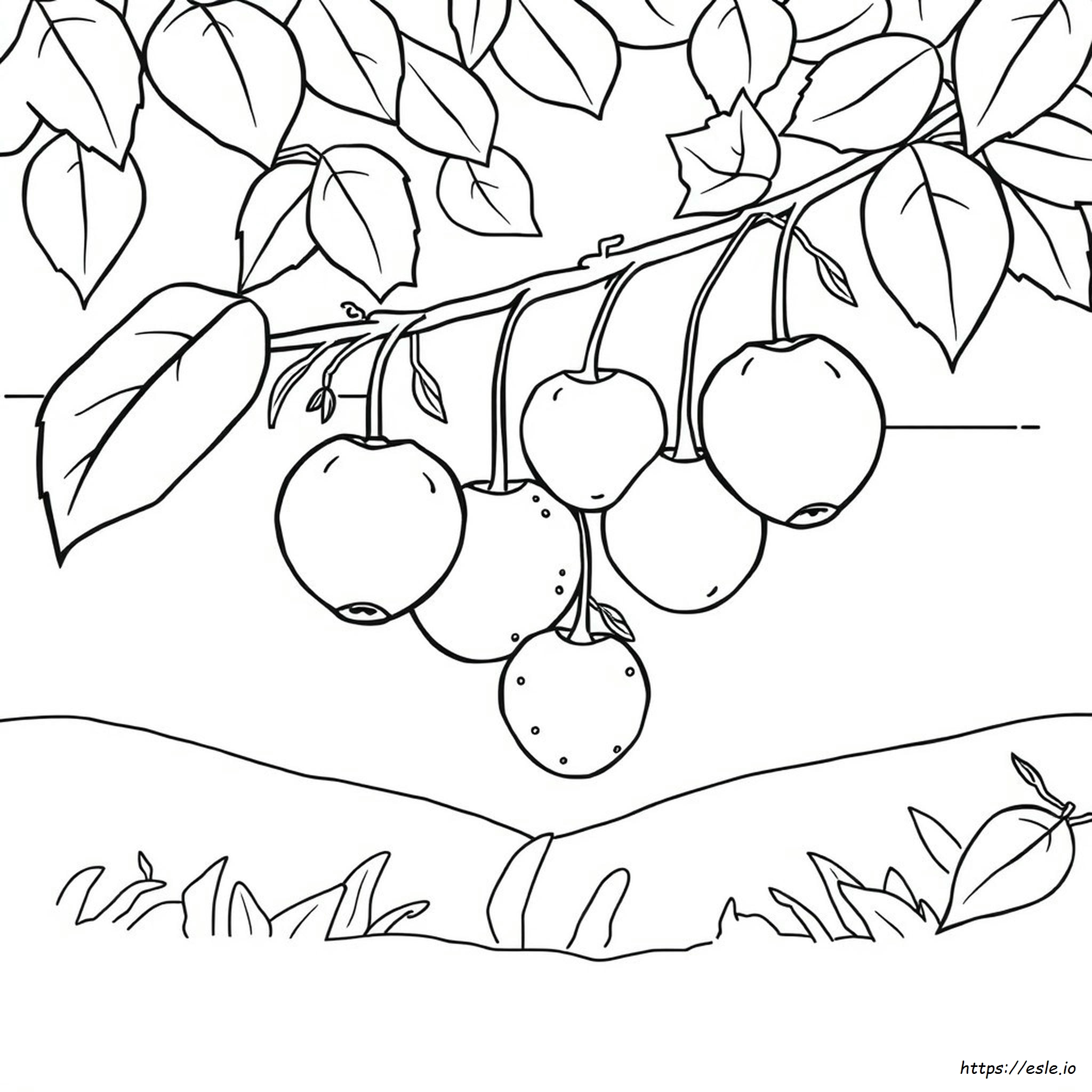 Coloring Fruits Outline