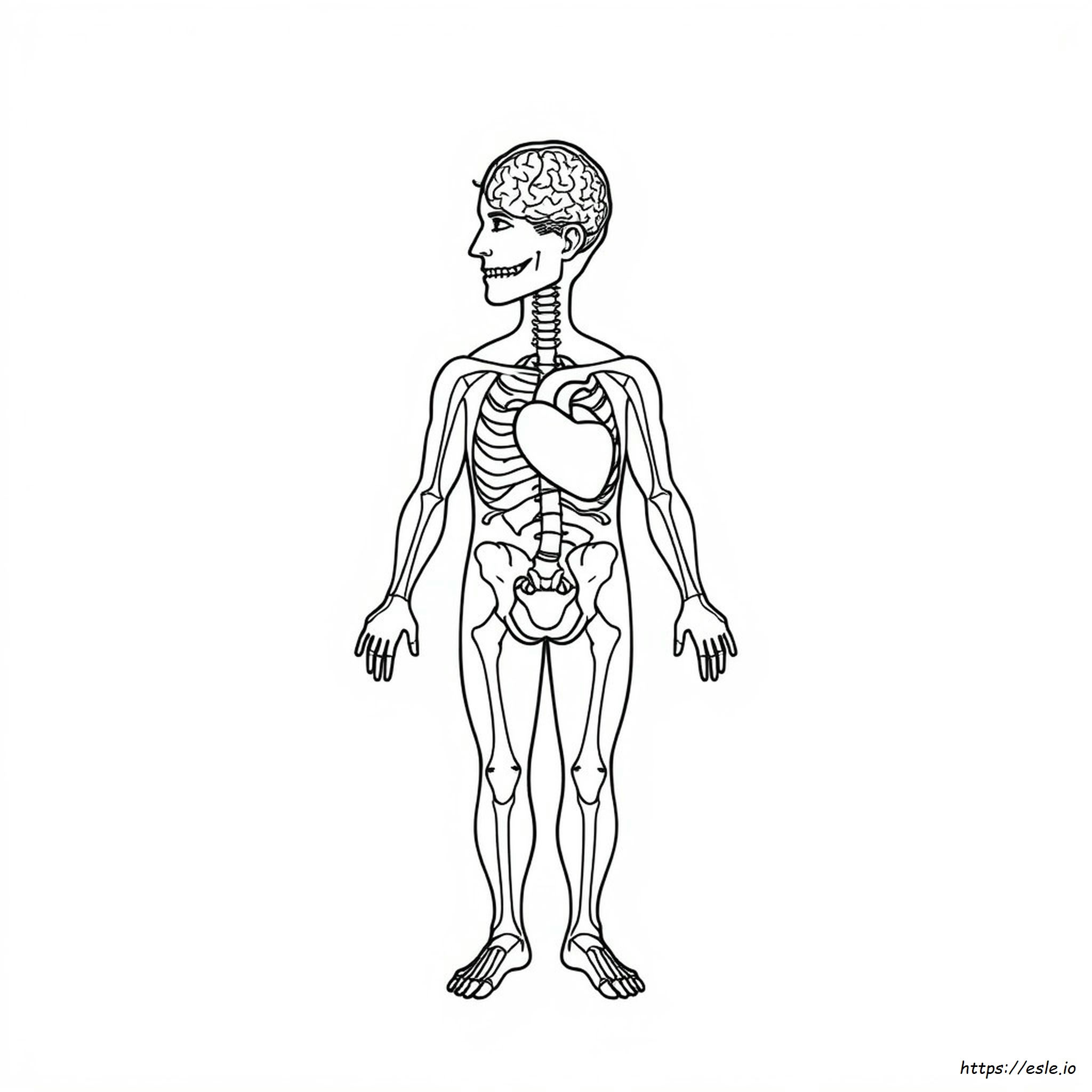 Body Systems Coloring Pages Pdf