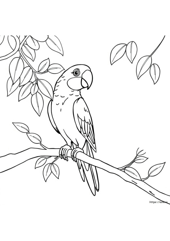 Coloriages Perroquet À Imprimer