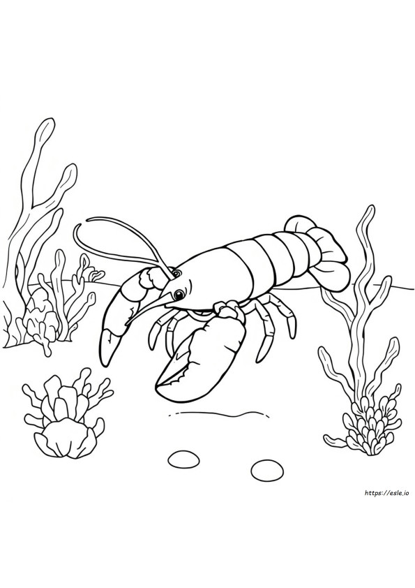 Colo<R>Iage Homard