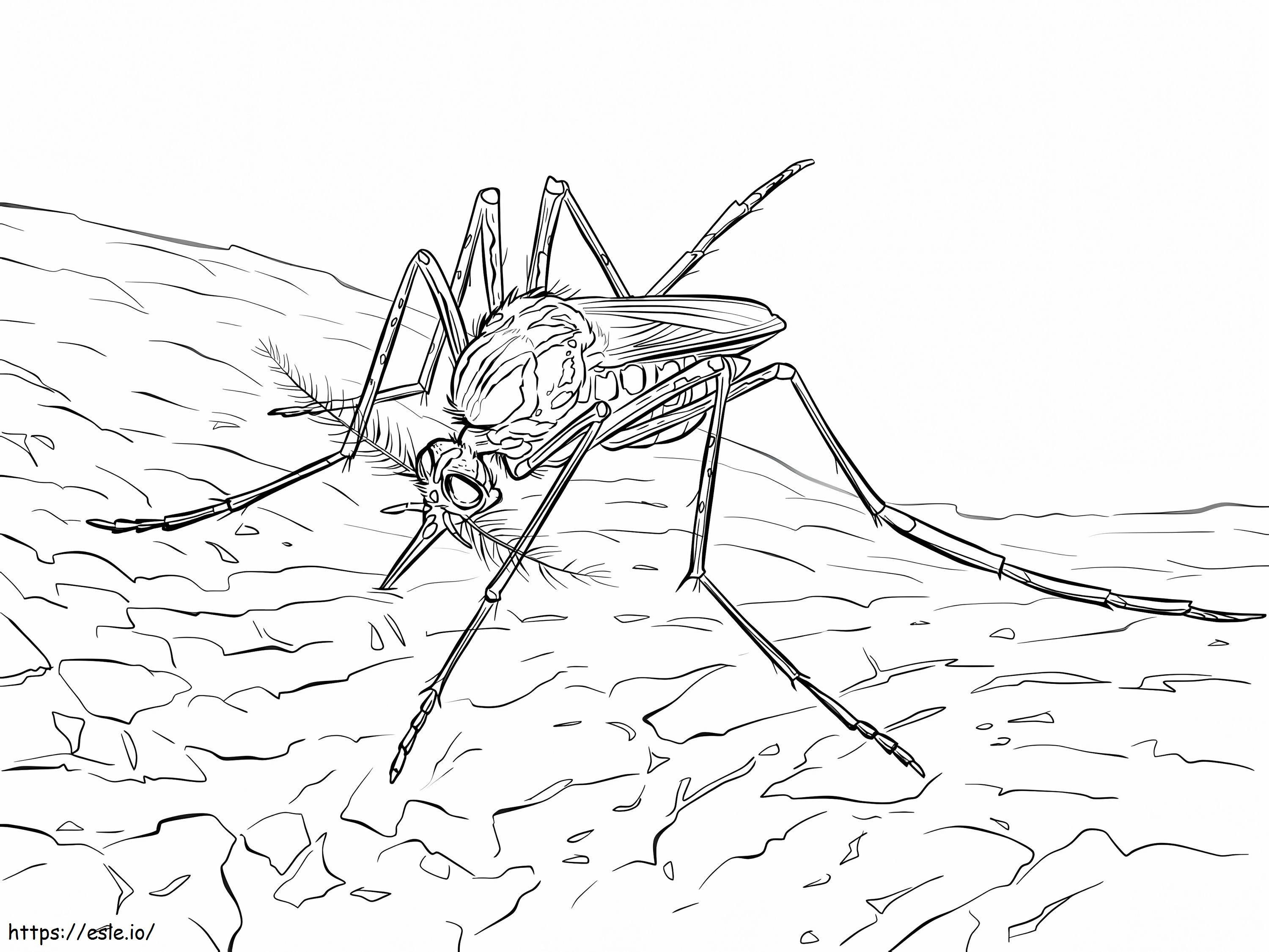 Zanzara della febbre gialla da colorare