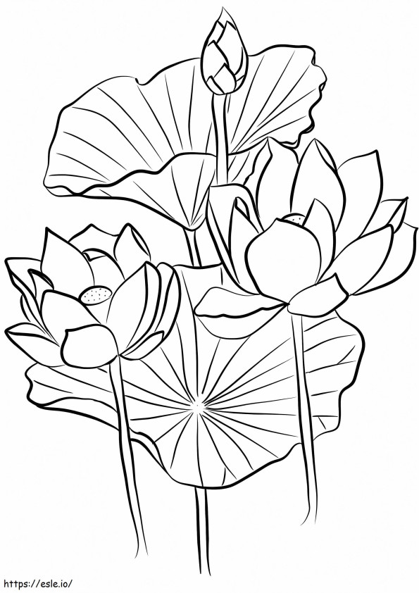 Coloriage Trois Lotus à imprimer dessin