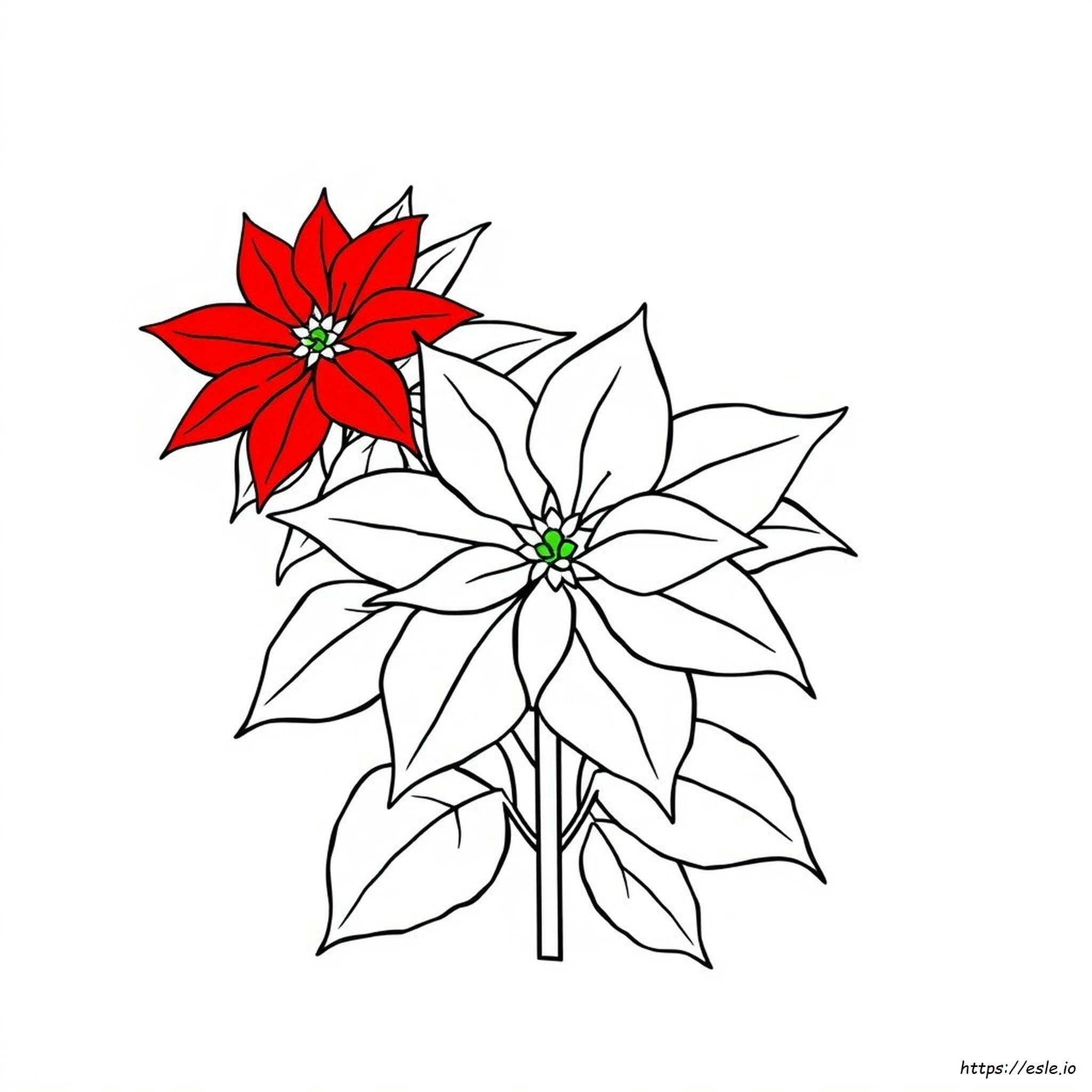 Poinsettia Colouring Page