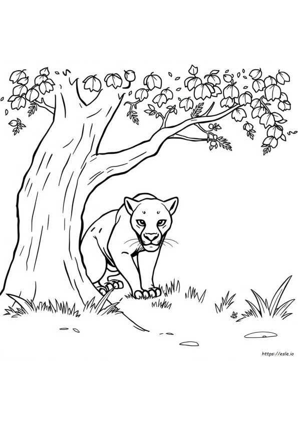 Gambar Mewarnai Hewan Harimau Hitam