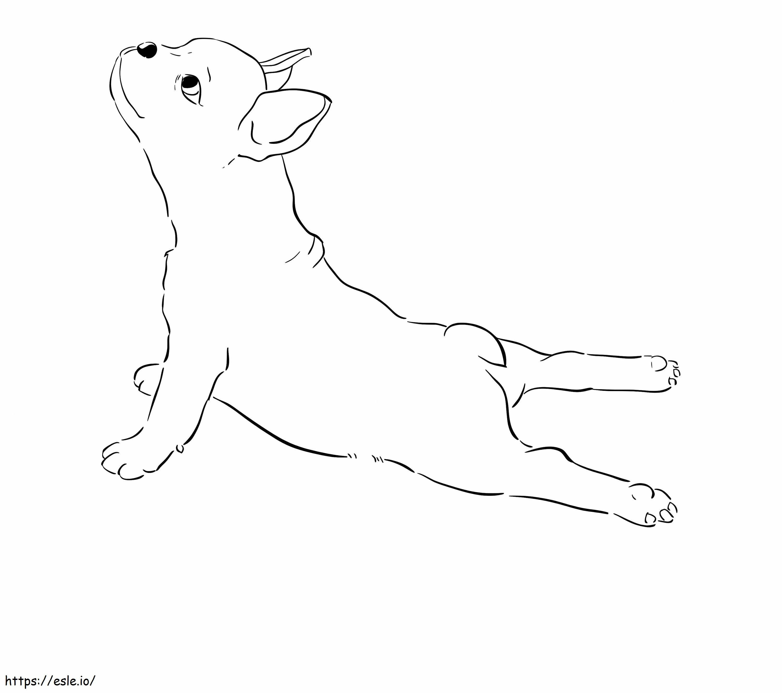 Bulldog francês para colorir