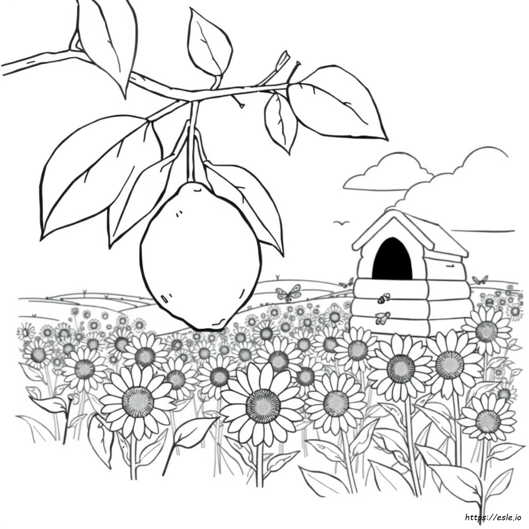 Lemon Picture For Colouring