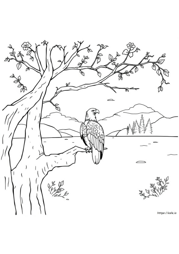 ハクトウワシの塗り絵