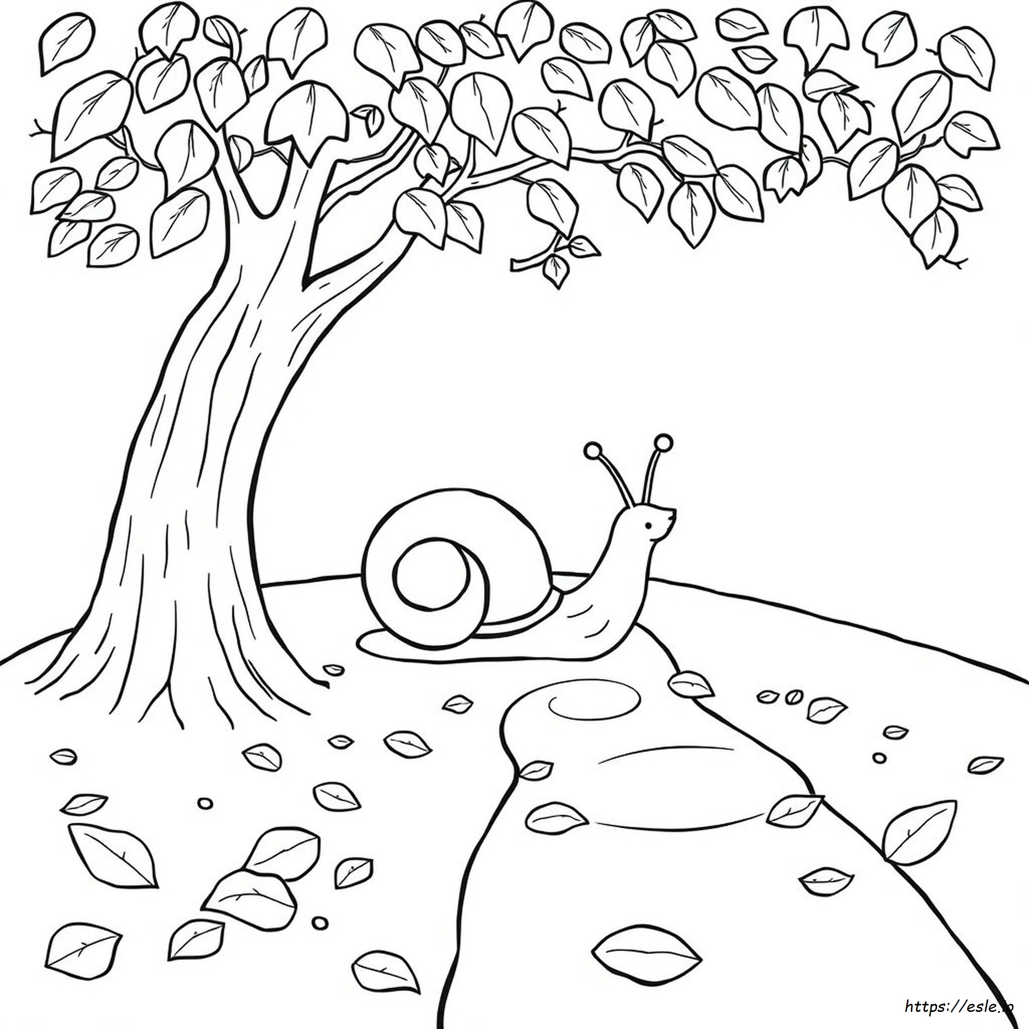 Drawing Color Snail Colouring Images
