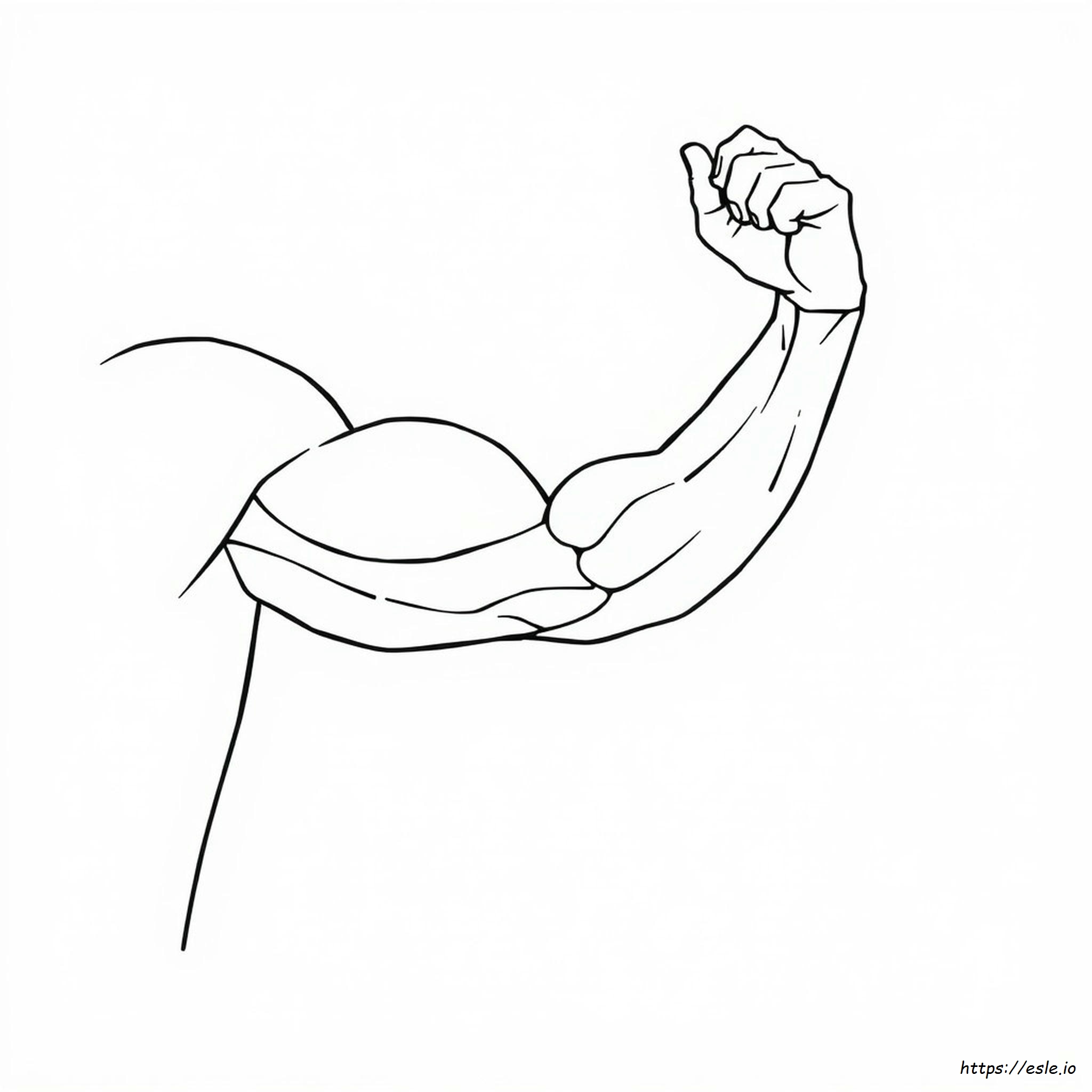 Free Anatomy Muscle Coloring Pages