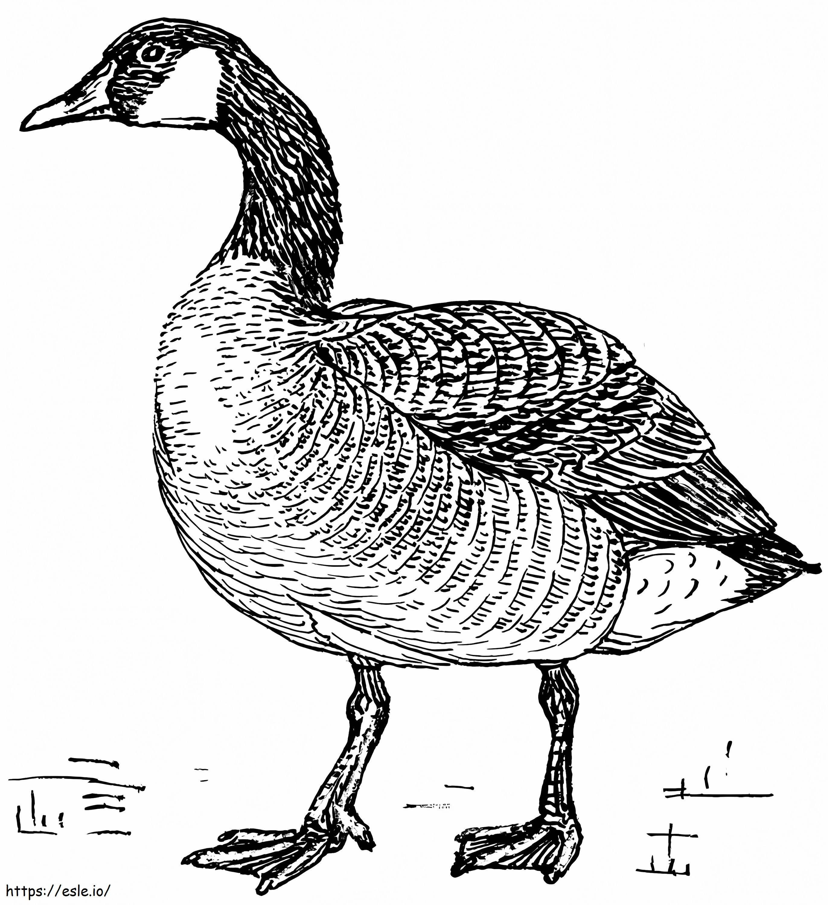 Normal Canada Goose coloring page