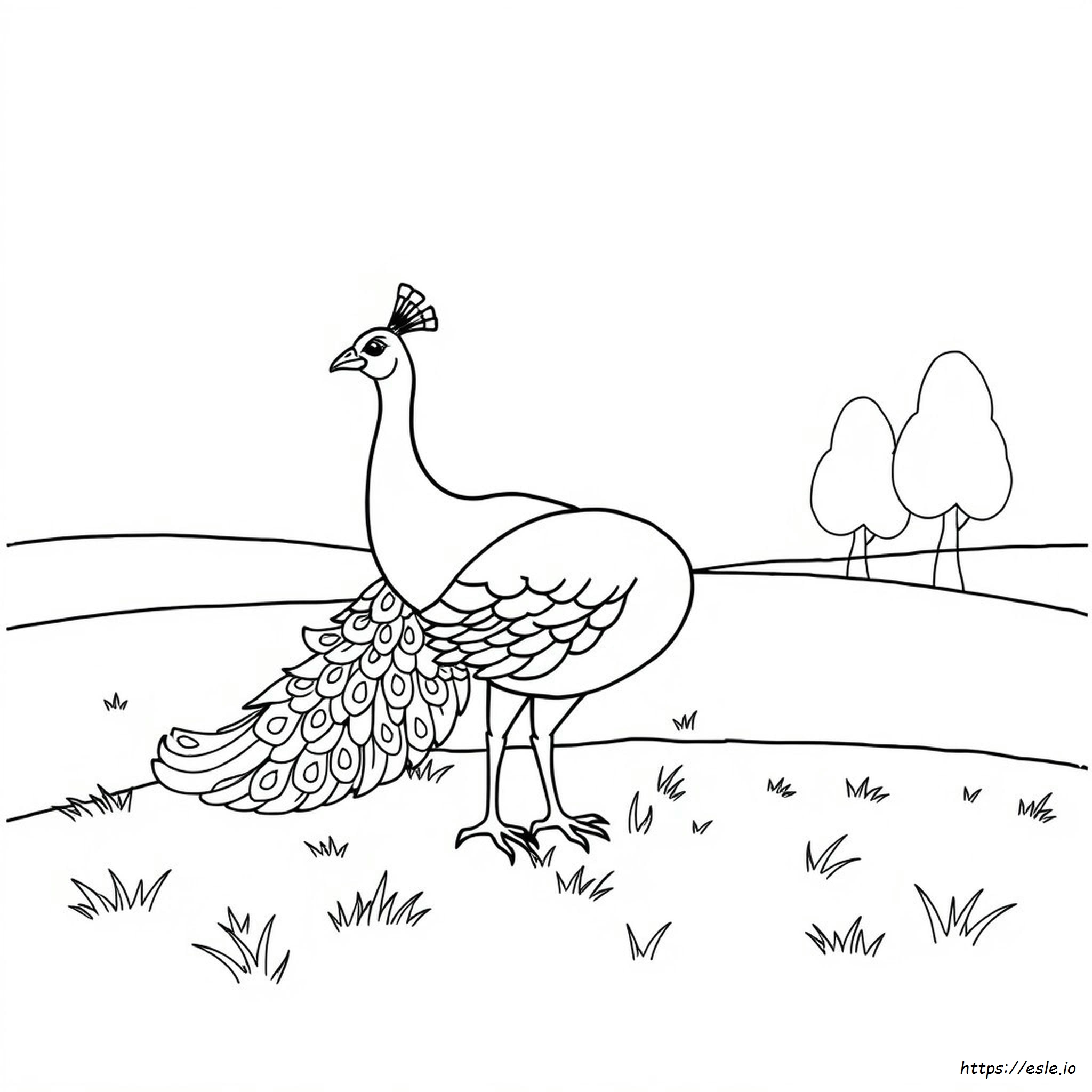 Peacock Drawing Coloring Page