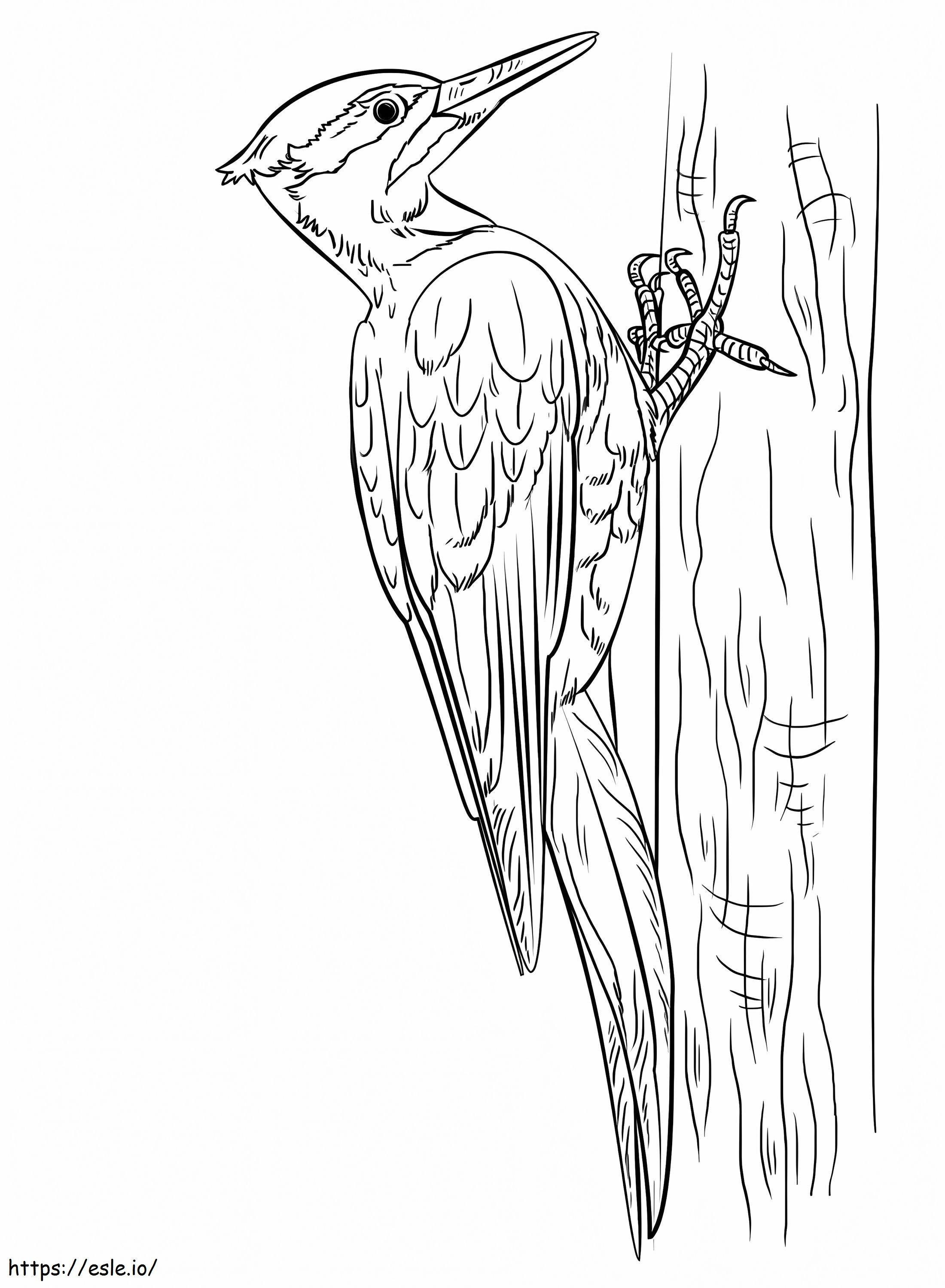 Pileated Woodpecker 1 coloring page