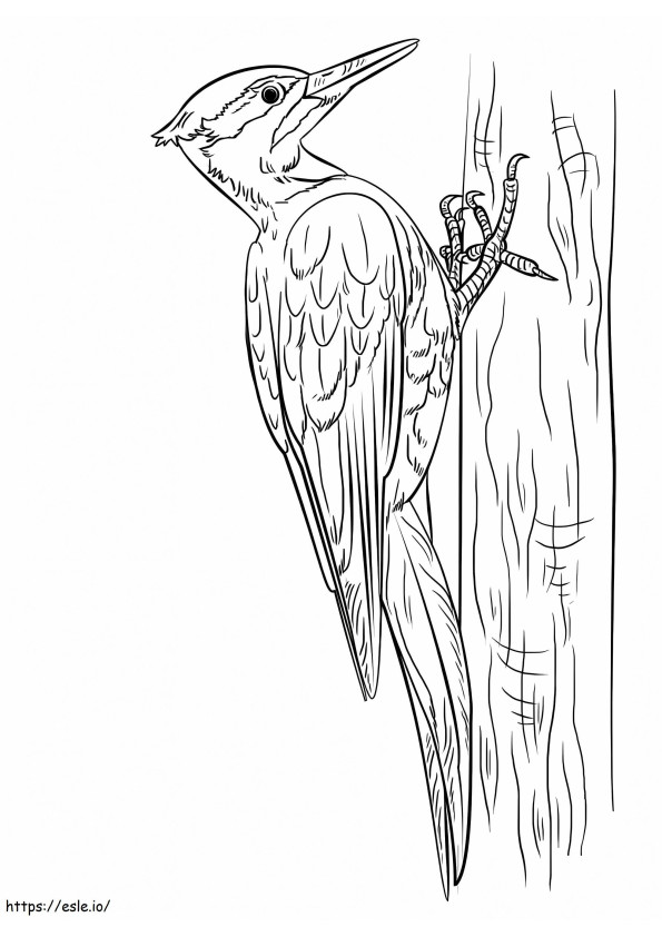 Pileated Woodpecker 1 coloring page