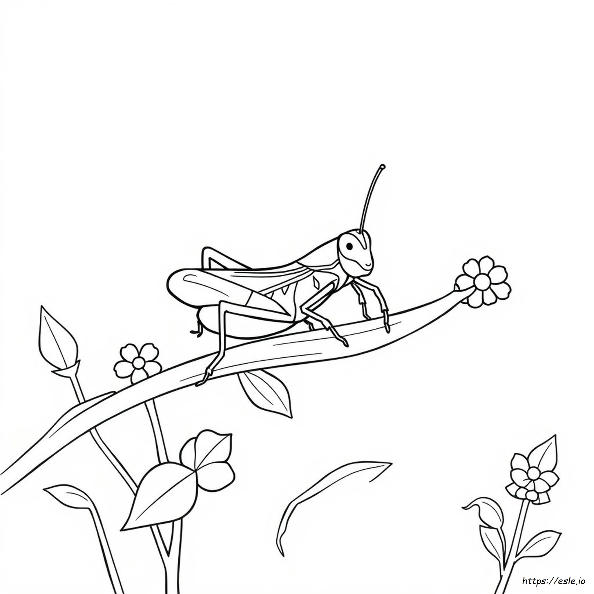 Cricket Ausmalbilder