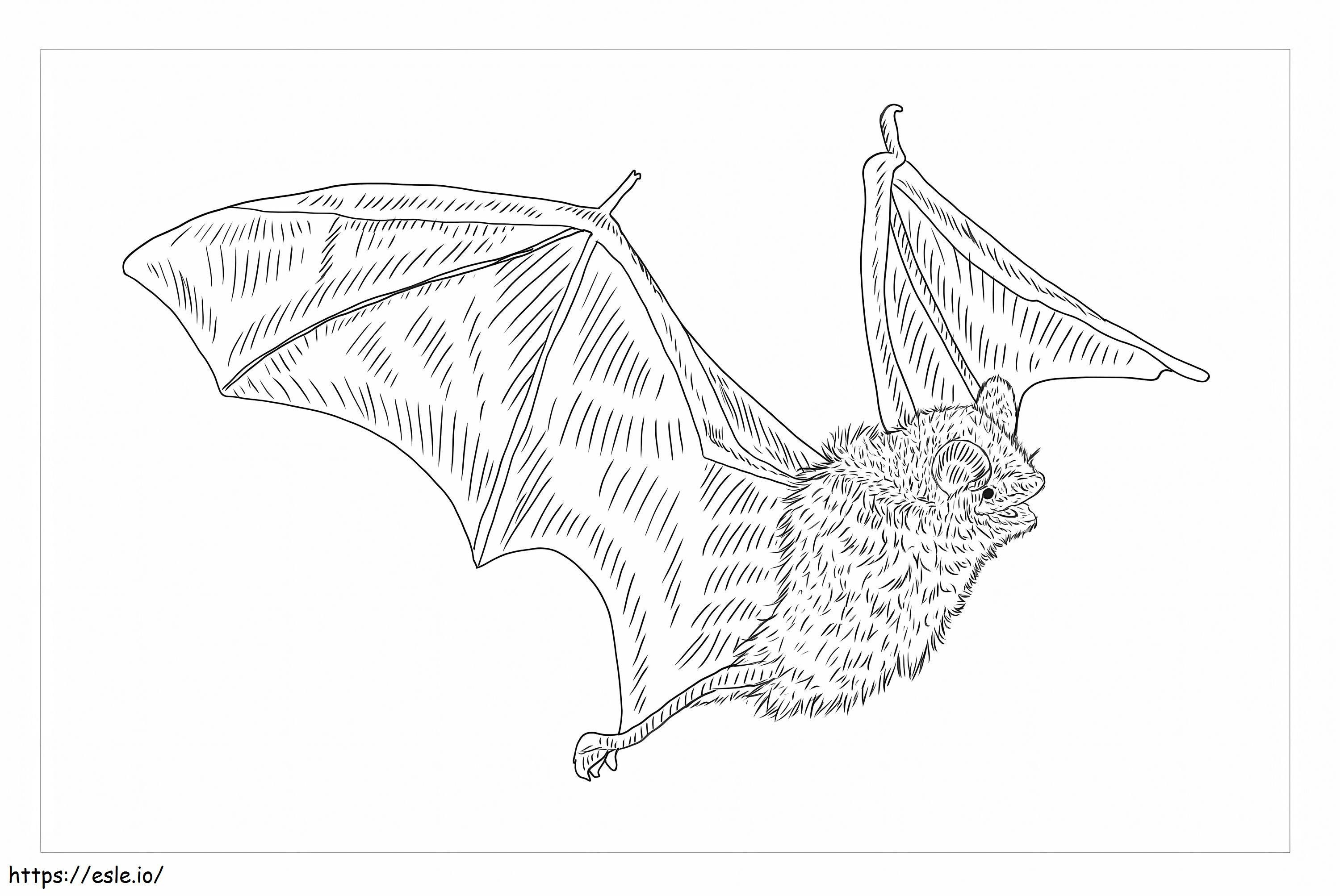 Tricolor Bat coloring page