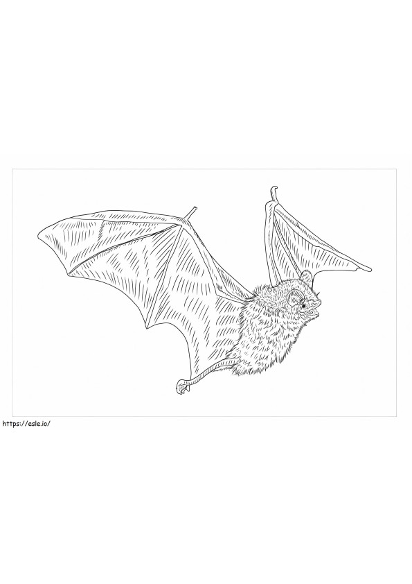 morcego tricolor para colorir