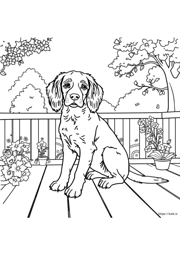 Bretonischer Spaniel Ausmalbilder