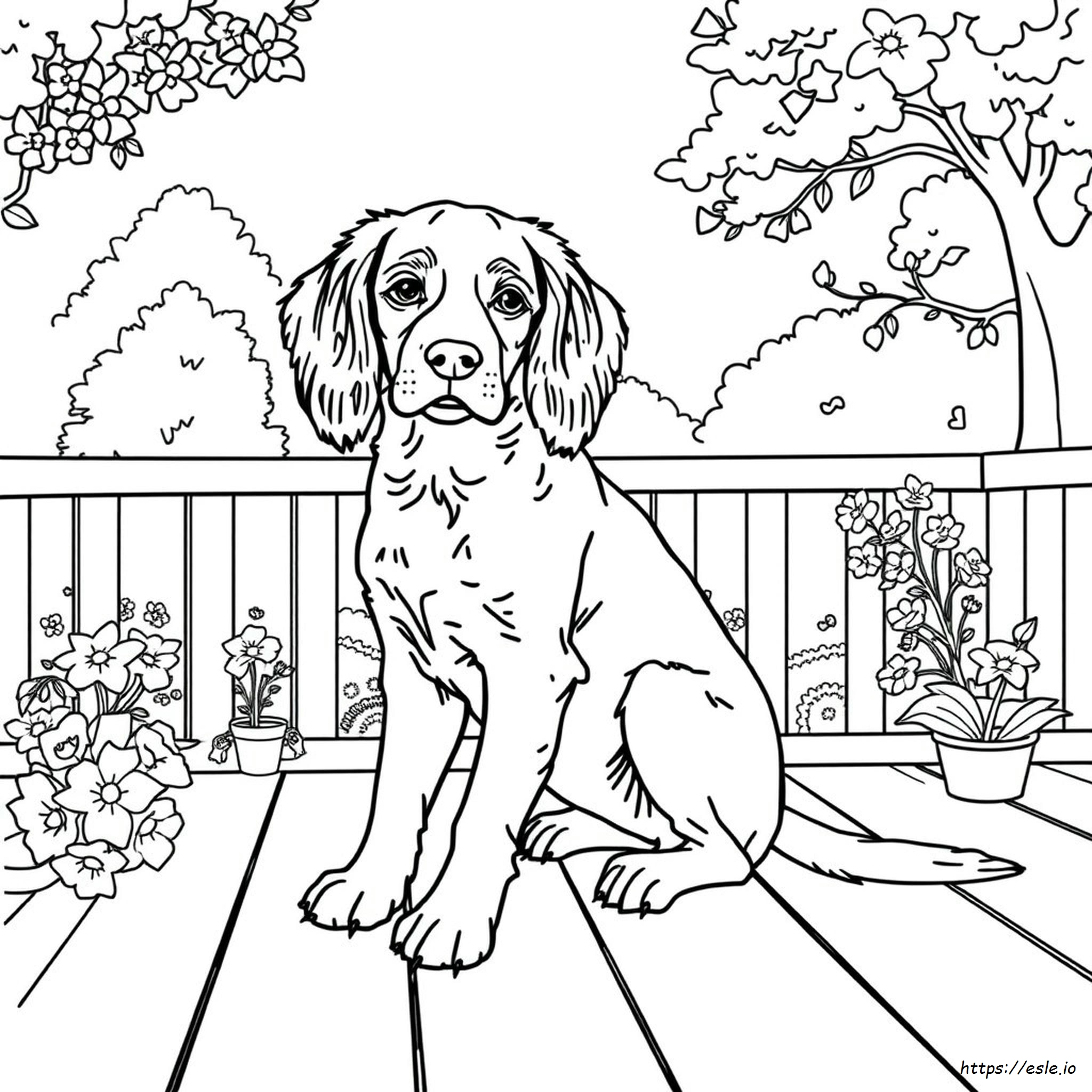 Brittany Spaniel Coloring Pages