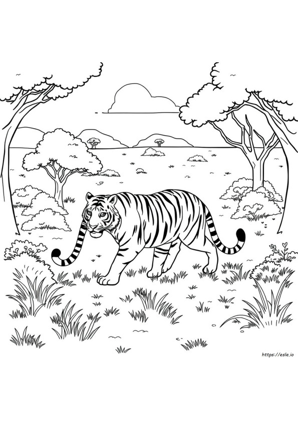 Stampa Di Tigre Da Colorare