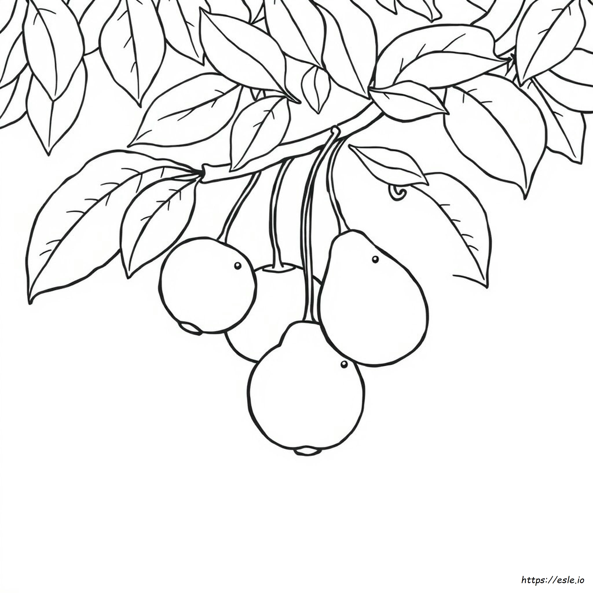 Fruits Drawing For Coloring