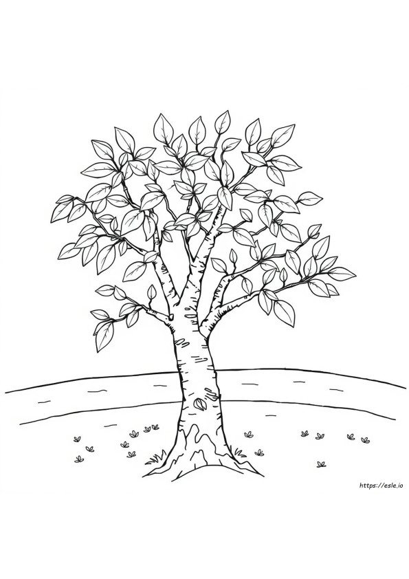 Huş Yaprağı Boyama Sayfası