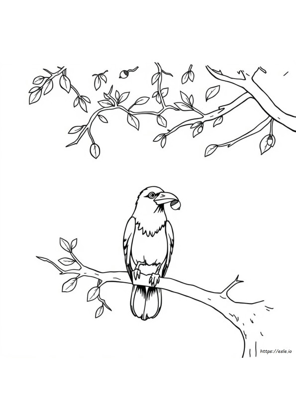 How To Colour Crow
