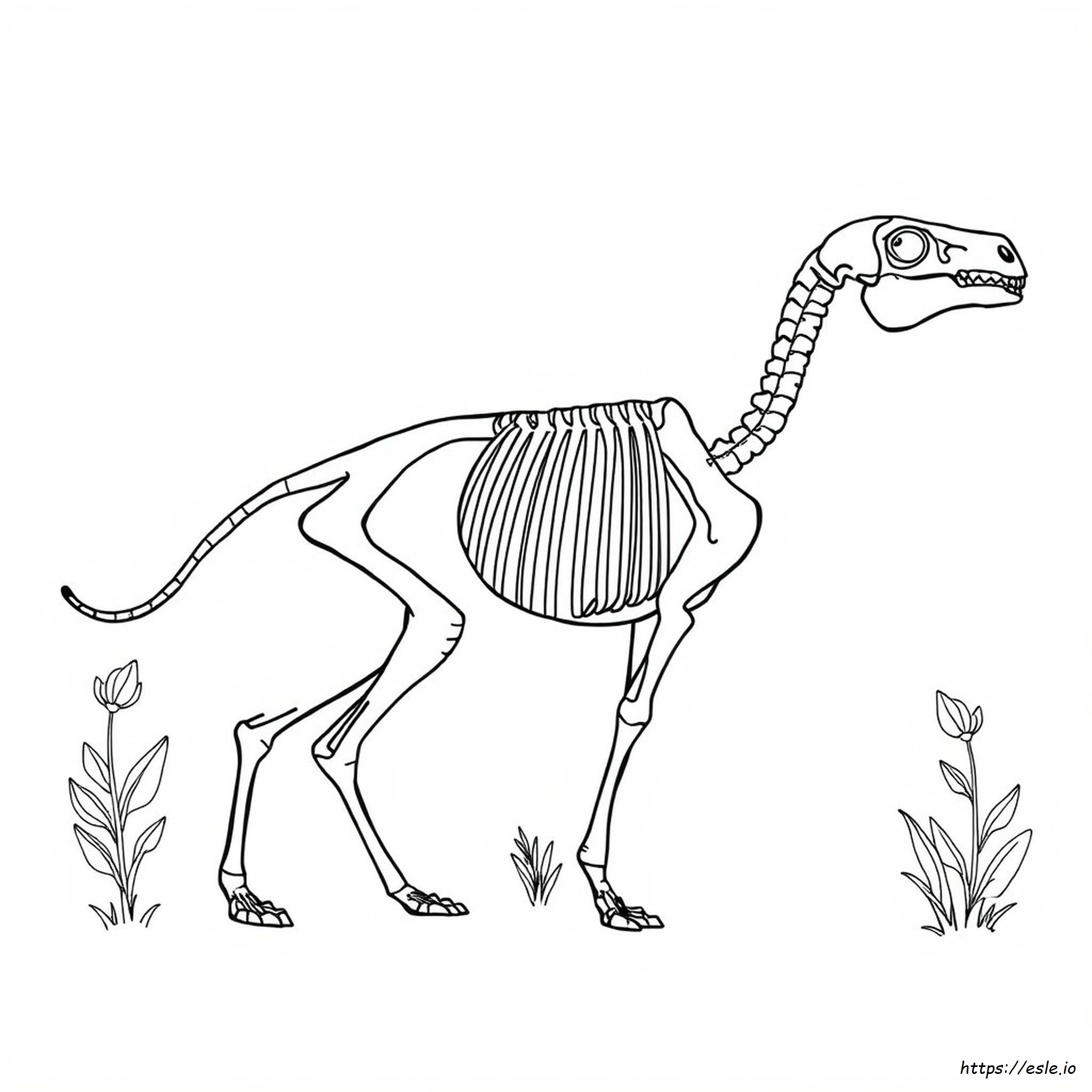 Animal Anatomy Colouring Book