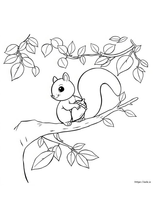 Squirel Coloring