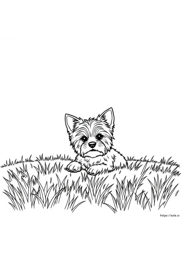 Yorkie'ler Renk Değiştirir Mi