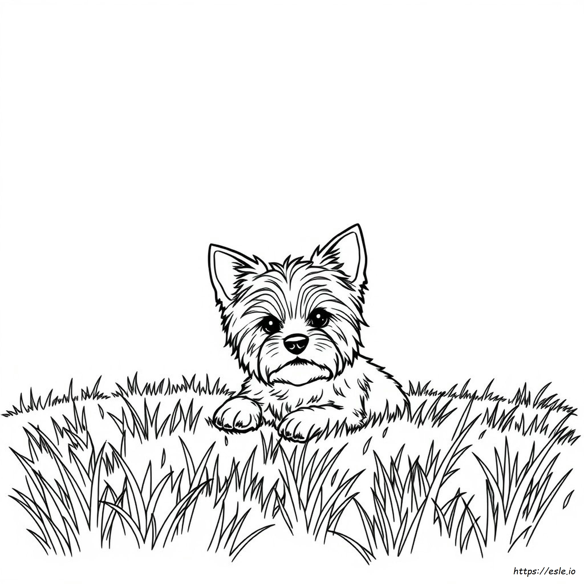Do Yorkies Change Color