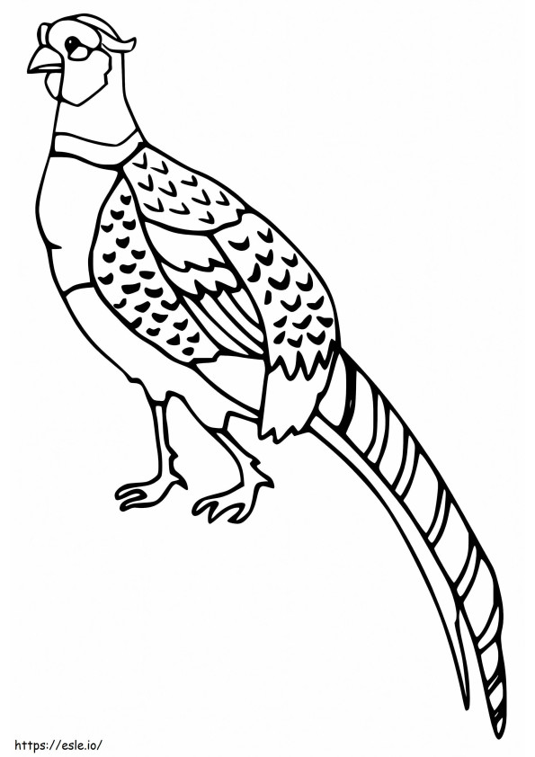 Simple Pheasant coloring page