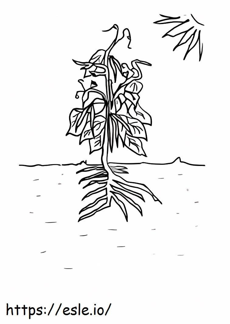 Basic Tree Bean coloring page