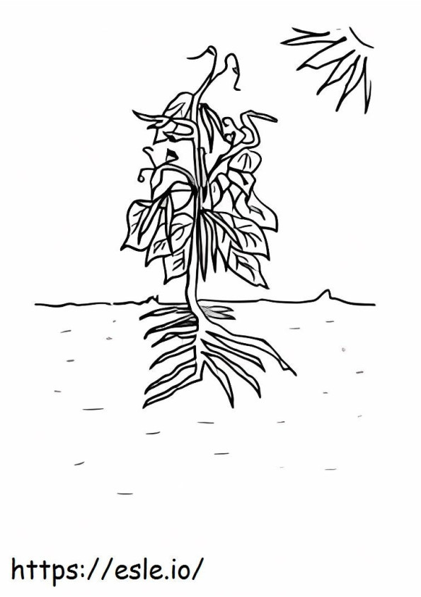 Basic Tree Bean coloring page
