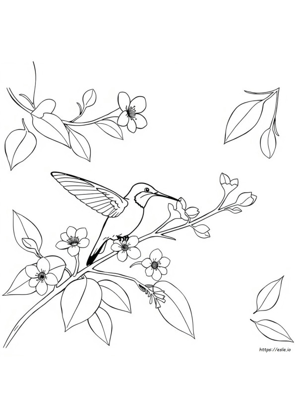 無料のハチドリの塗り絵