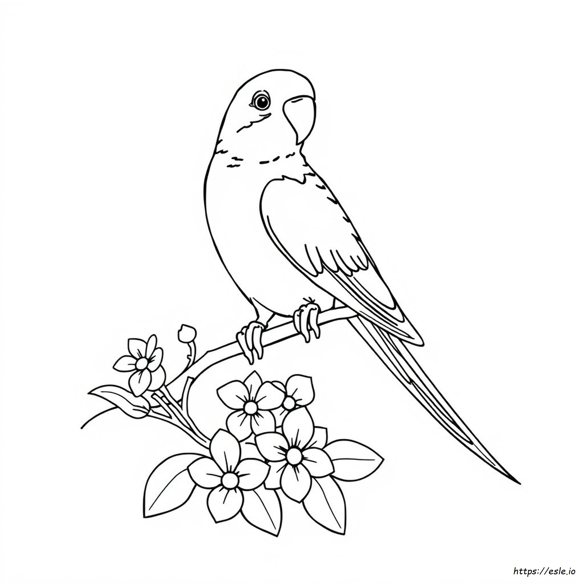 Parakeet Coloring Pages To Print