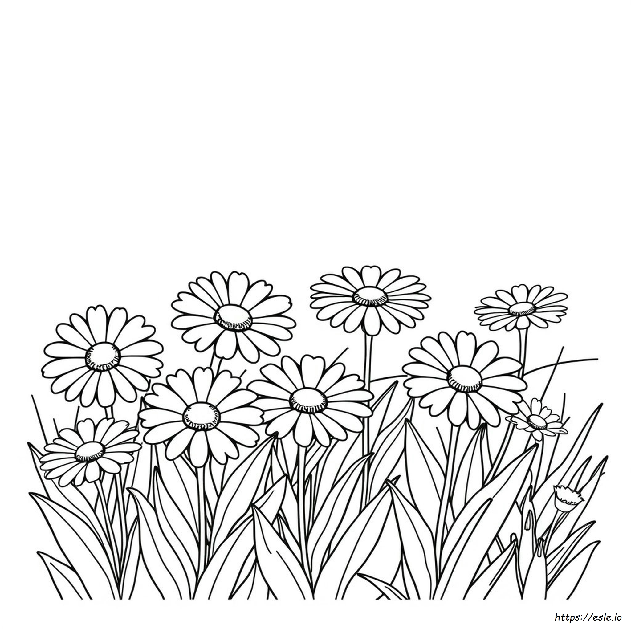 Daisy Flower Coloring Pages