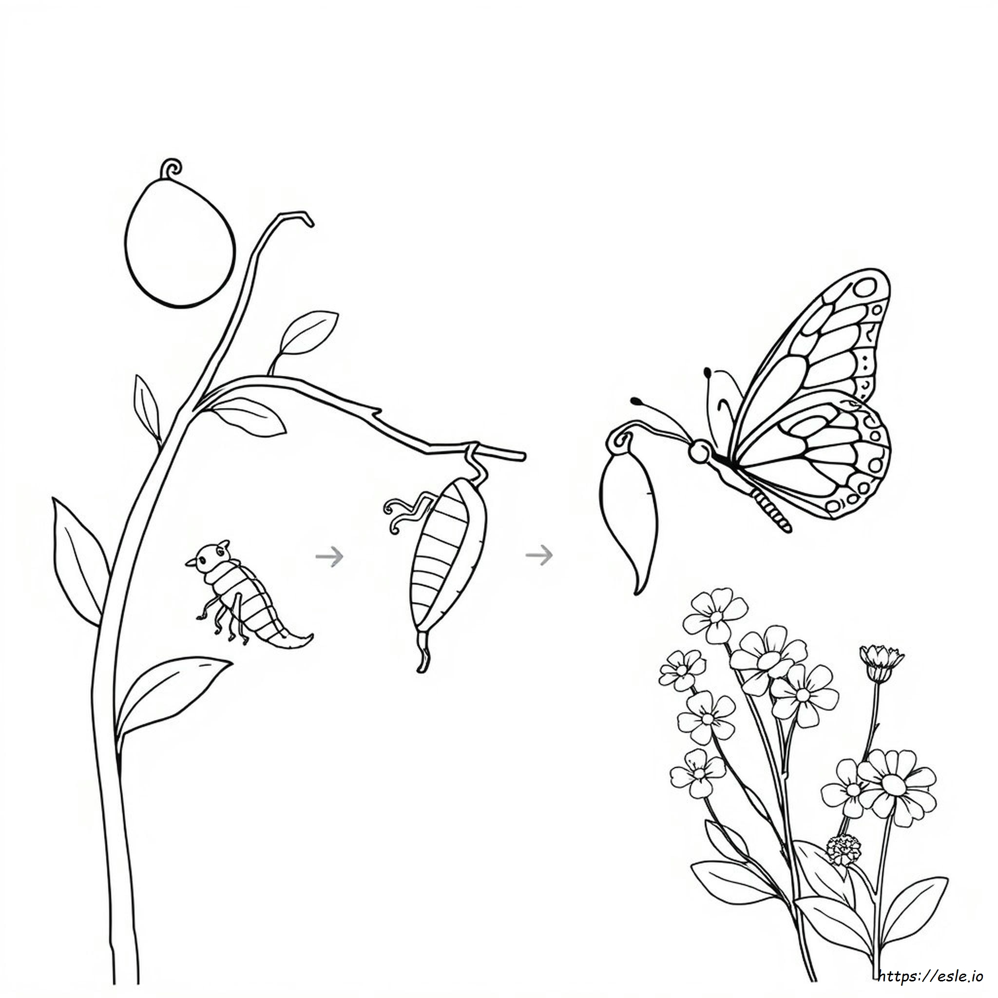 Life Cycle Of A Butterfly Coloring Page