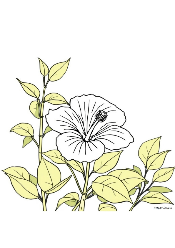 Hibiscus Coloring