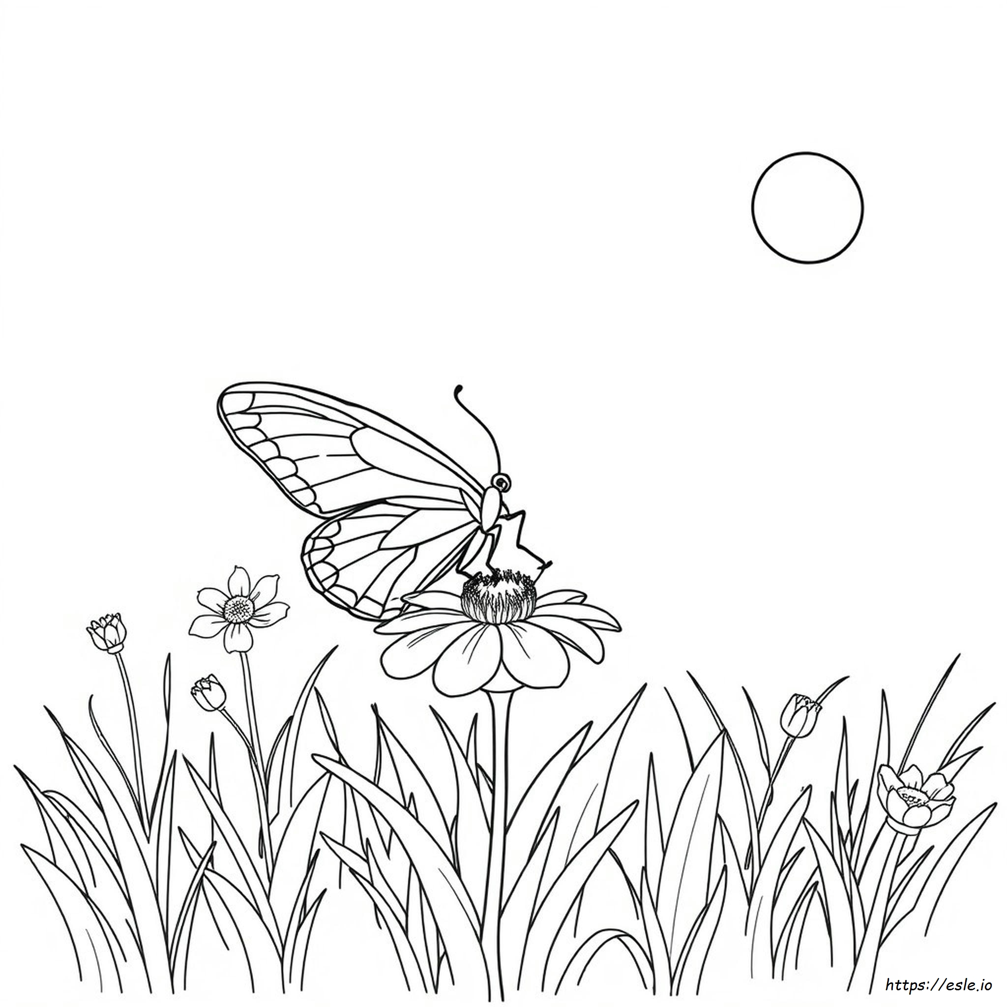 Butterfly Coloring Book Pages