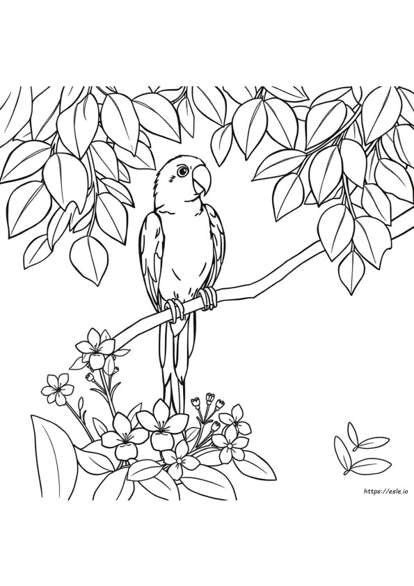 Coloriage Perroquet À Imprimer