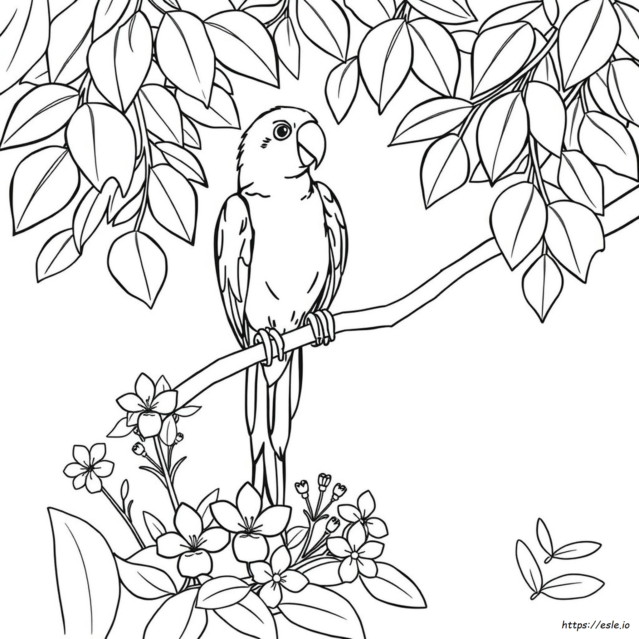 Parrot Colouring Pages Printable