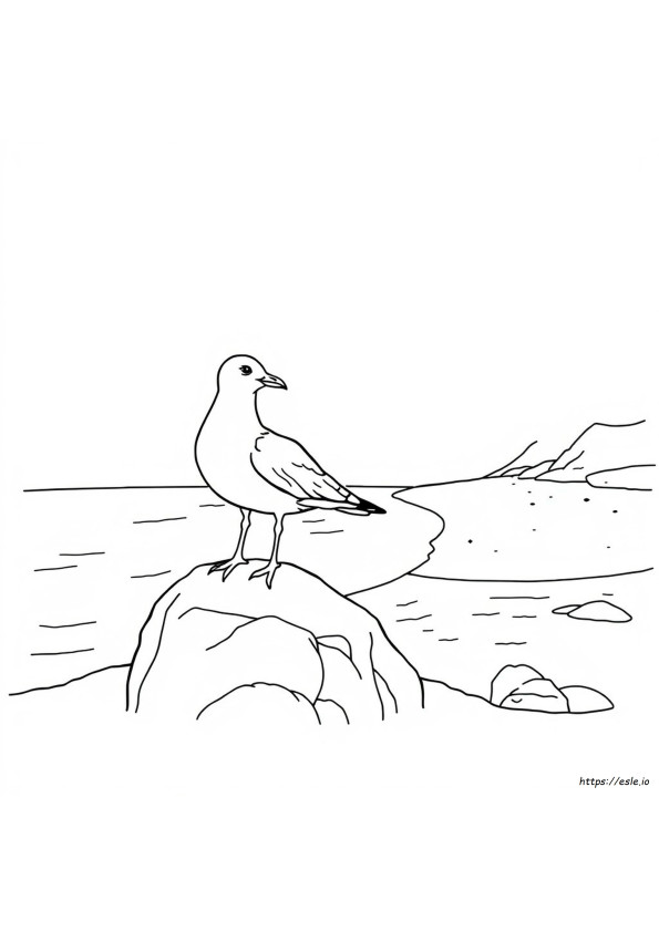 Seagull Coloring