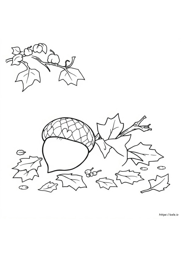 Coloring Page Of Acorn