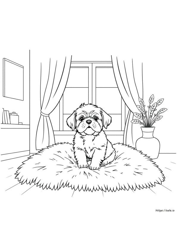 Kolorowanka Słodki Szczeniak Shih Tzu