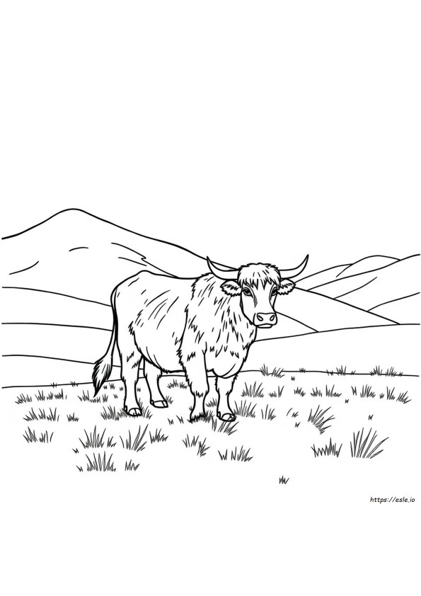 Mucca Highland Realistica Da Colorare
